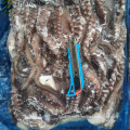 Frozen Peru Giant Gigas Squid Tentacle Head Supplier